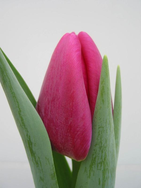 Tulipa Matangi sold out