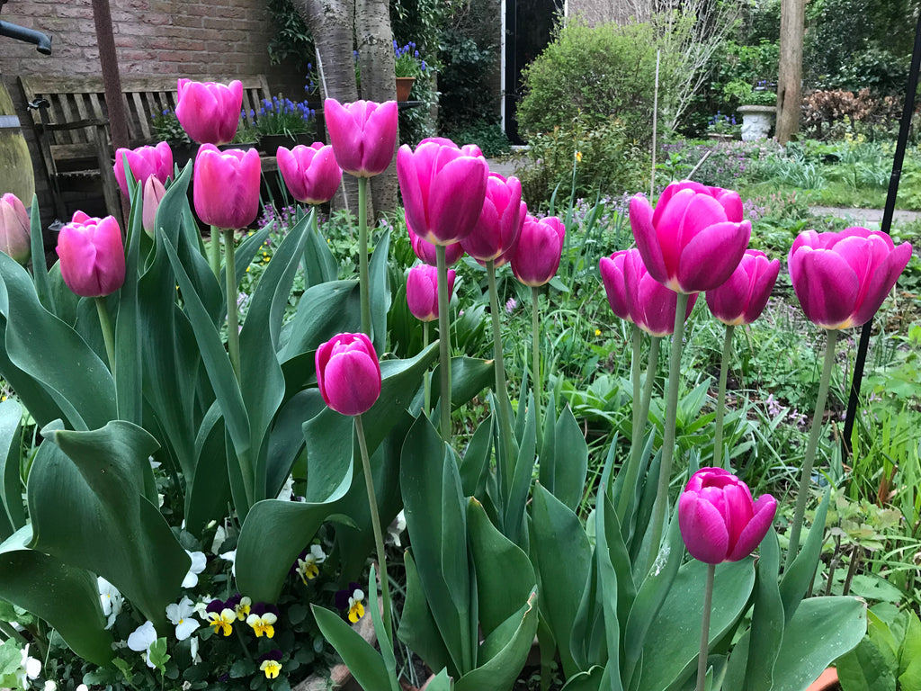 Tulipa Matangi