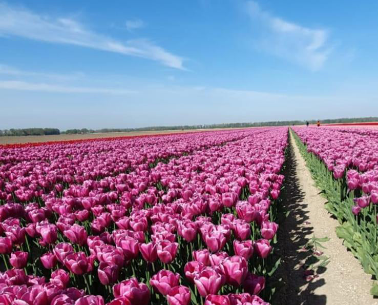 Tulipa Matangi